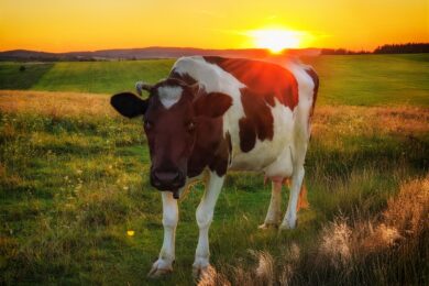 Виплати на корову, за втрачені посіви тощо: допомога фермерам на прифронтових територіях у 2026 році