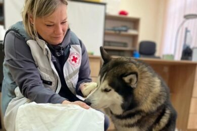 Гуманітарна допомога для ВПО на Житомирщині – можна отримати корм для тварин