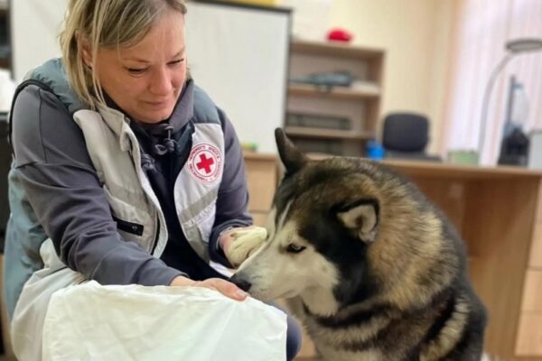 Гуманітарна допомога для ВПО на Житомирщині – можна отримати корм для тварин