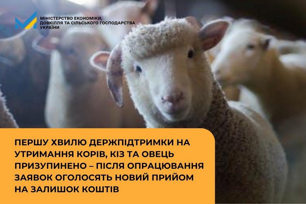 Виплати на корів, кіз і овець: прийом заявок призупинено. Чи буде друга хвиля?