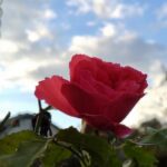 15 квітня  – яке сьогодні свято, прикмети і традиції, пам’ятні дати, іменини