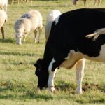 Грошова допомога 7000 грн і 2000 грн на худобу – хто і як може отримати