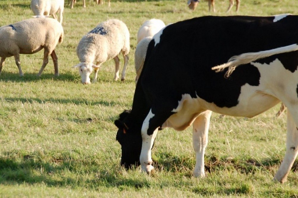 Грошова допомога 7000 грн і 2000 грн на худобу – хто і як може отримати