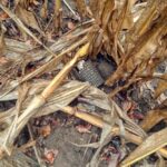 До 4 700 грн на гектар: компенсація за пошкоджені посіви для аграріїв прифронтових територій – як отримати