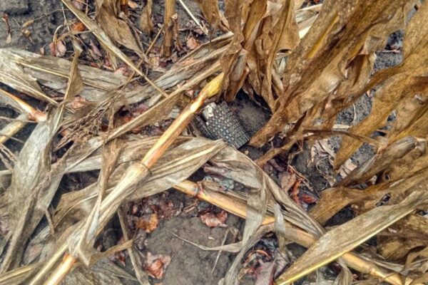 До 4 700 грн на гектар: компенсація за пошкоджені посіви для аграріїв прифронтових територій – як отримати