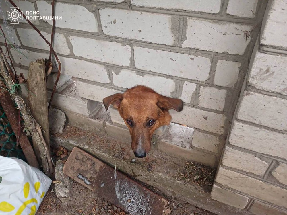 Безпритульний пес застряг головою у цегляній стіні і так просидів всю ніч: його не залишили в біді і допомогли