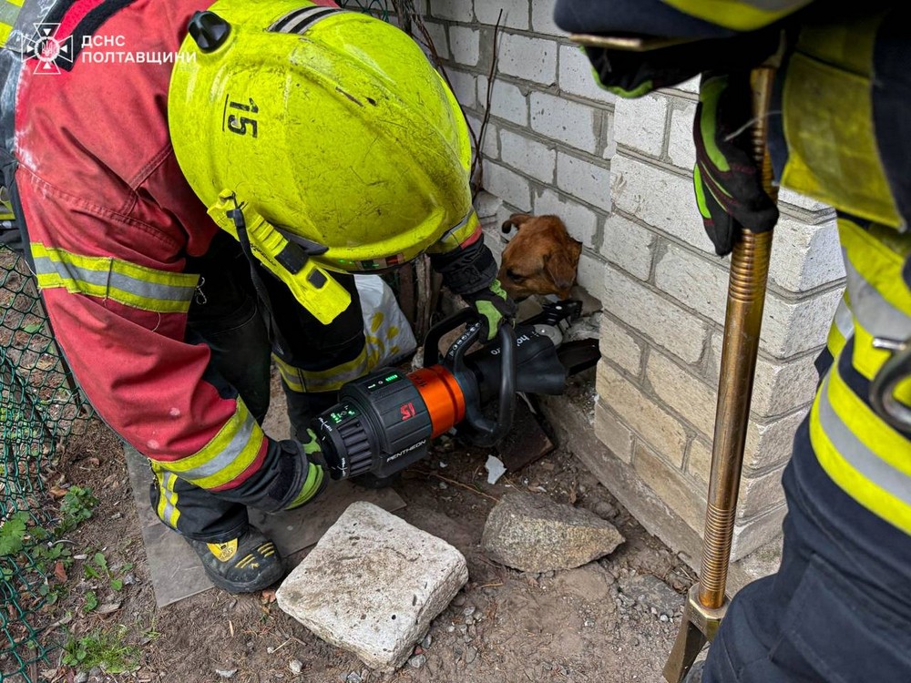 Безпритульний пес застряг головою у цегляній стіні і так просидів всю ніч: його не залишили в біді і допомогли