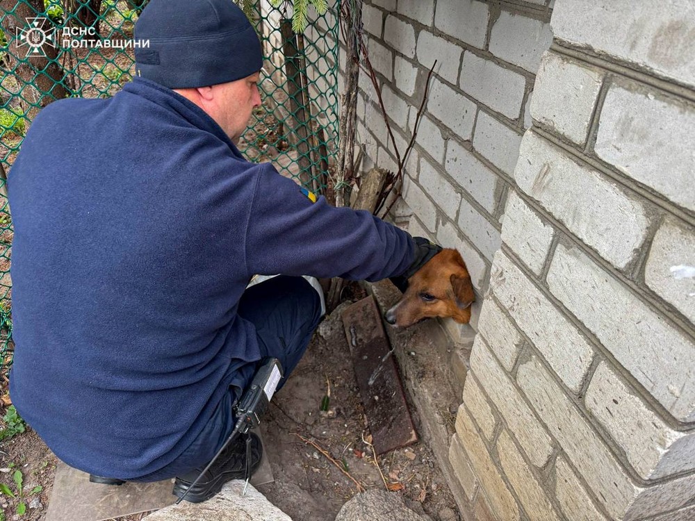 Безпритульний пес застряг головою у цегляній стіні і так просидів всю ніч: його не залишили в біді і допомогли
