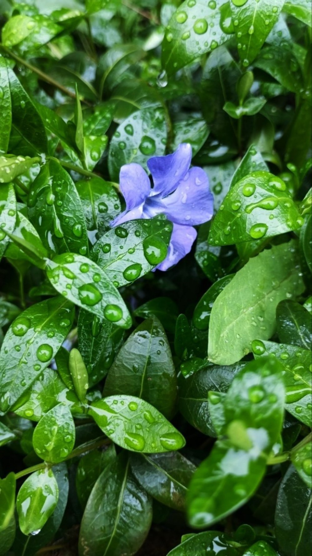 погода в Україіні