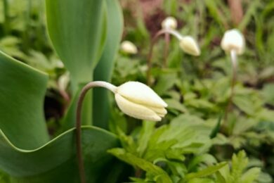 Знову очікуються невеликі дощі: якою буде погода в Україні 19 квітня