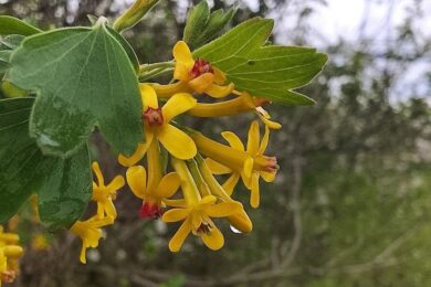 Очікуються заморозки на поверхні грунту і дощ: якою буде погода в Україні 20 квітня