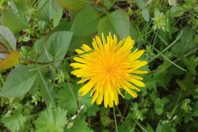 Хмарно з проясненнями, дощі та мокрий сніг: якою буде погода в Україні 21 квітня