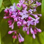 погода в Україні 15 квітня 4