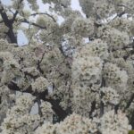 погода в Україні 18 квітня 3