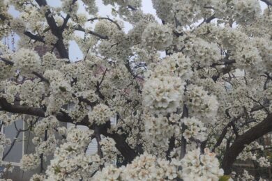 Невеликі дощі і туман: якою буде погода в Україні 18 квітня