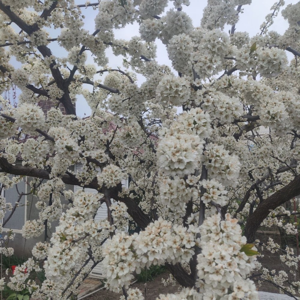 погода в Україні