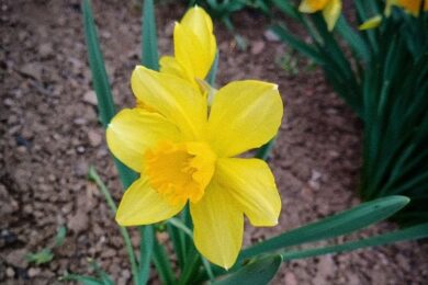 Очікується мінлива хмарність: якою буде погода в Україні 5 квітня