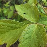 погода в Україні 3