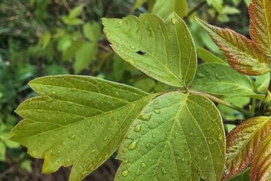 Невеликий дощ і пориви вітру: якою буде погода в Україні 25 квітня