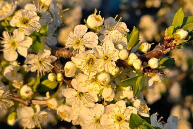 Очікуються заморозки: якою буде погода в Україні 7 квітня