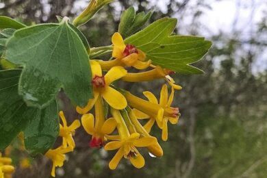 Очікується сильний вітер та дощі: якою буде погода в Україні 26 квітня