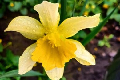 Очікуються дощі: якою буде погода в Україні 13 квітня