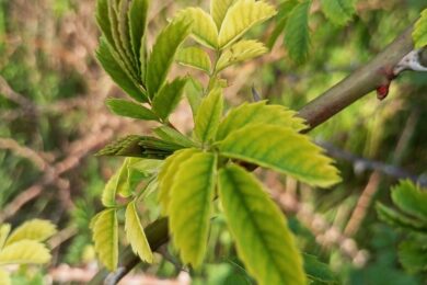 Очікується мінлива хмарність: якою буде погода в Україні 1 травня