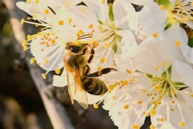 До 19 градусів тепла: якою буде погода в Україні 16 квітня