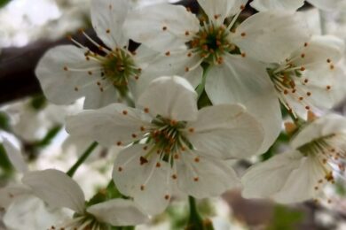 Малохмарно, заморозки на поверхні грунту: якою буде погода в Україні 22 квітня