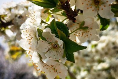 Очікуються заморозки: якою буде погода в Україні 11 квітня