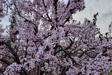 Мінлива хмарність і заморозки на поверхні ґрунту: якою буде погода в Україні 14 квітня