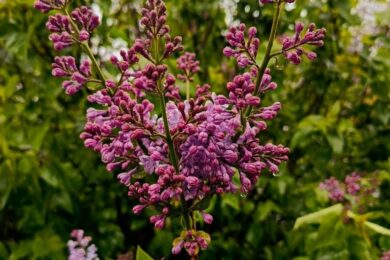 Дощ, вітер і до 17 градусів тепла: якою буде погода в Україні 23 квітня