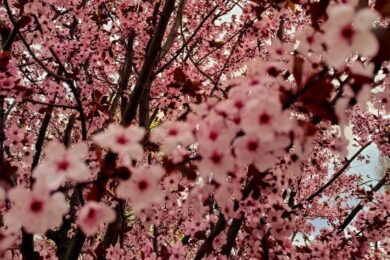 Очікуються заморозки: якою буде погода в Україні 9 квітня