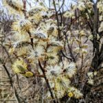 5 квітня – яке сьогодні свято, прикмети і традиції, пам’ятні дати, іменини