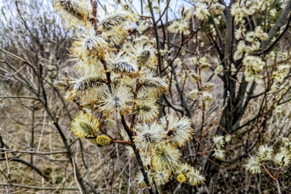 5 квітня – яке сьогодні свято, прикмети і традиції, пам’ятні дати, іменини