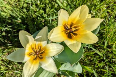 2 квітня  – яке сьогодні свято, прикмети і традиції, пам’ятні дати, іменини