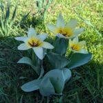 8 квітня  – яке сьогодні свято, прикмети і традиції, пам’ятні дати, іменини