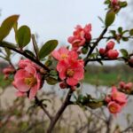 17 квітня  – яке сьогодні свято, прикмети і традиції, пам’ятні дати, іменини