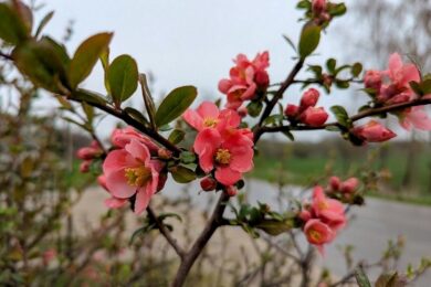 17 квітня  – яке сьогодні свято, прикмети і традиції, пам’ятні дати, іменини
