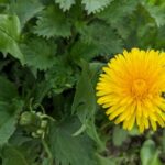 19 квітня  – яке сьогодні свято, прикмети і традиції, пам’ятні дати, іменини