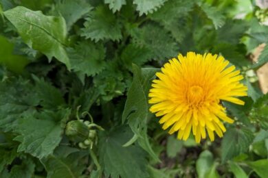 19 квітня  – яке сьогодні свято, прикмети і традиції, пам’ятні дати, іменини
