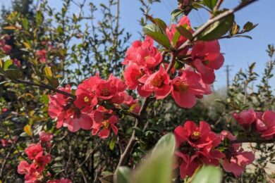 20 квітня  – яке сьогодні свято, прикмети і традиції, пам’ятні дати, іменини