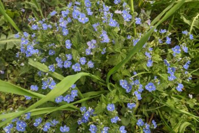 26 квітня  – яке сьогодні свято, прикмети і традиції, пам’ятні дати, іменини