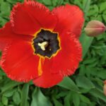 24 квітня  – яке сьогодні свято, прикмети і традиції, пам’ятні дати, іменини