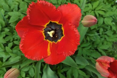 24 квітня  – яке сьогодні свято, прикмети і традиції, пам’ятні дати, іменини