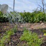 1 травня  – яке сьогодні свято, прикмети і традиції, пам’ятні дати, іменини