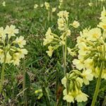 23 квітня  – яке сьогодні свято, прикмети і традиції, пам’ятні дати, іменини