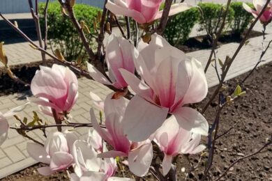 Невеликий дощ і мокрий сніг