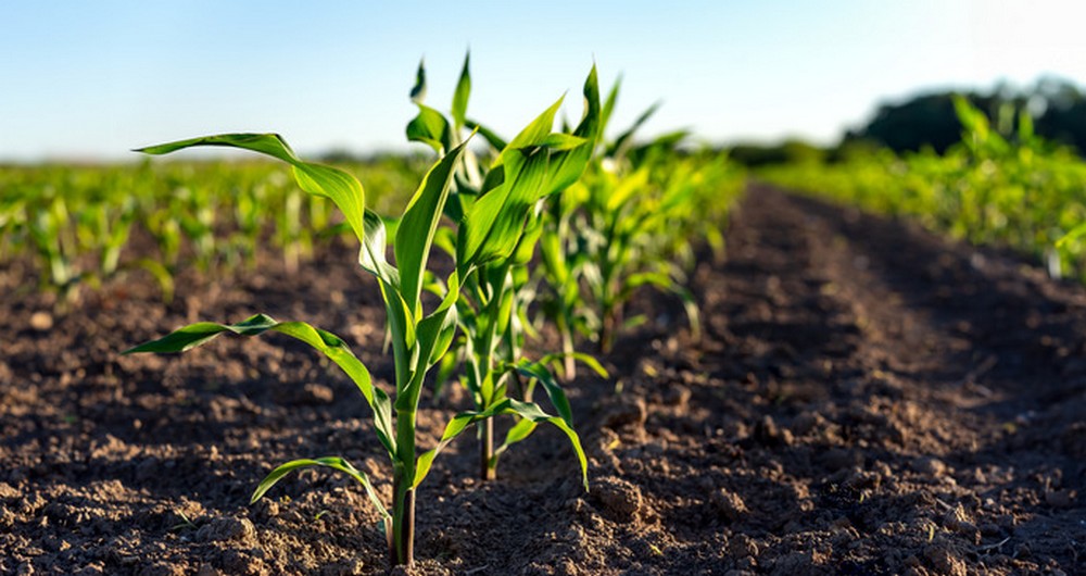 По 2 000 грн за гектар: грошова допомога на Дніпропетровщині – хто і як може отримати