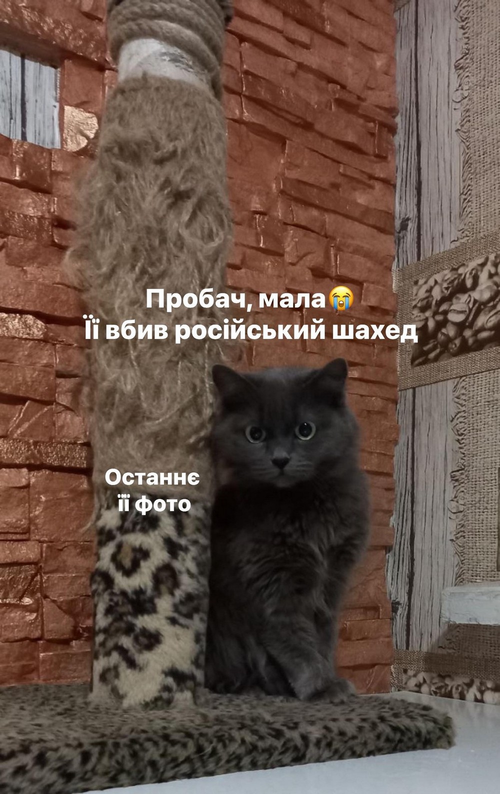 Приліт «Шахеда» на перетримку у Сумах: волонтерка кинулася у вогонь, аби врятувати своїх тварин (фото, відео)